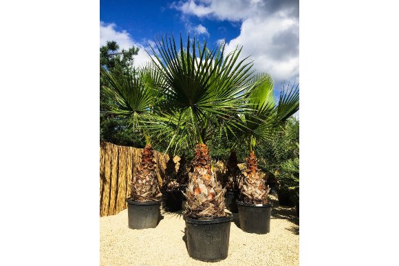 Washingtonia robusta