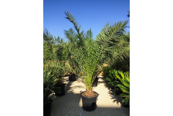 Phoenix canariensis