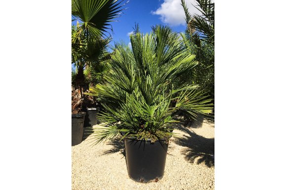 Chamaerops humilis