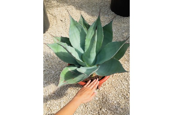 Agave Ovatifolia