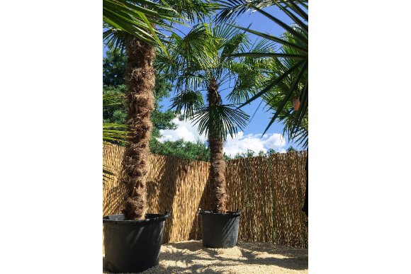 Trachycarpus fortunei